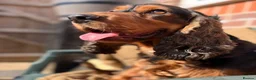 Cocker Spaniel dogs for sale: ✨health tested KC registered show type babies✨ - Advert 9
