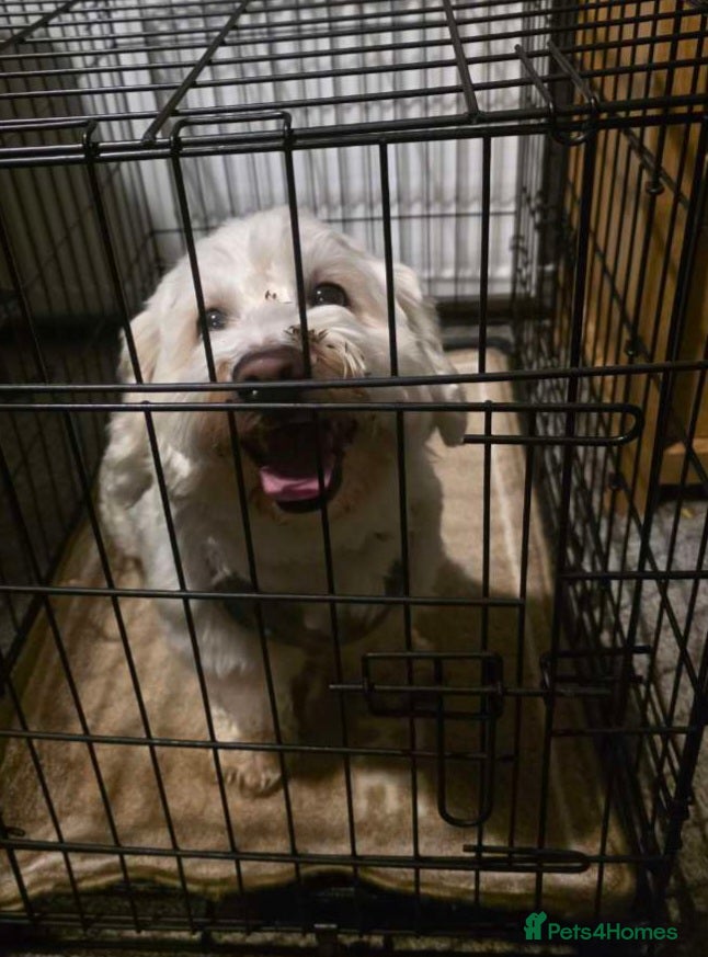 Bichon Frise dogs Teddy needs a new loving home - Advert 8