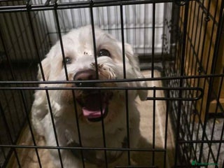 Bichon Frise dogs Teddy needs a new loving home - Advert 1