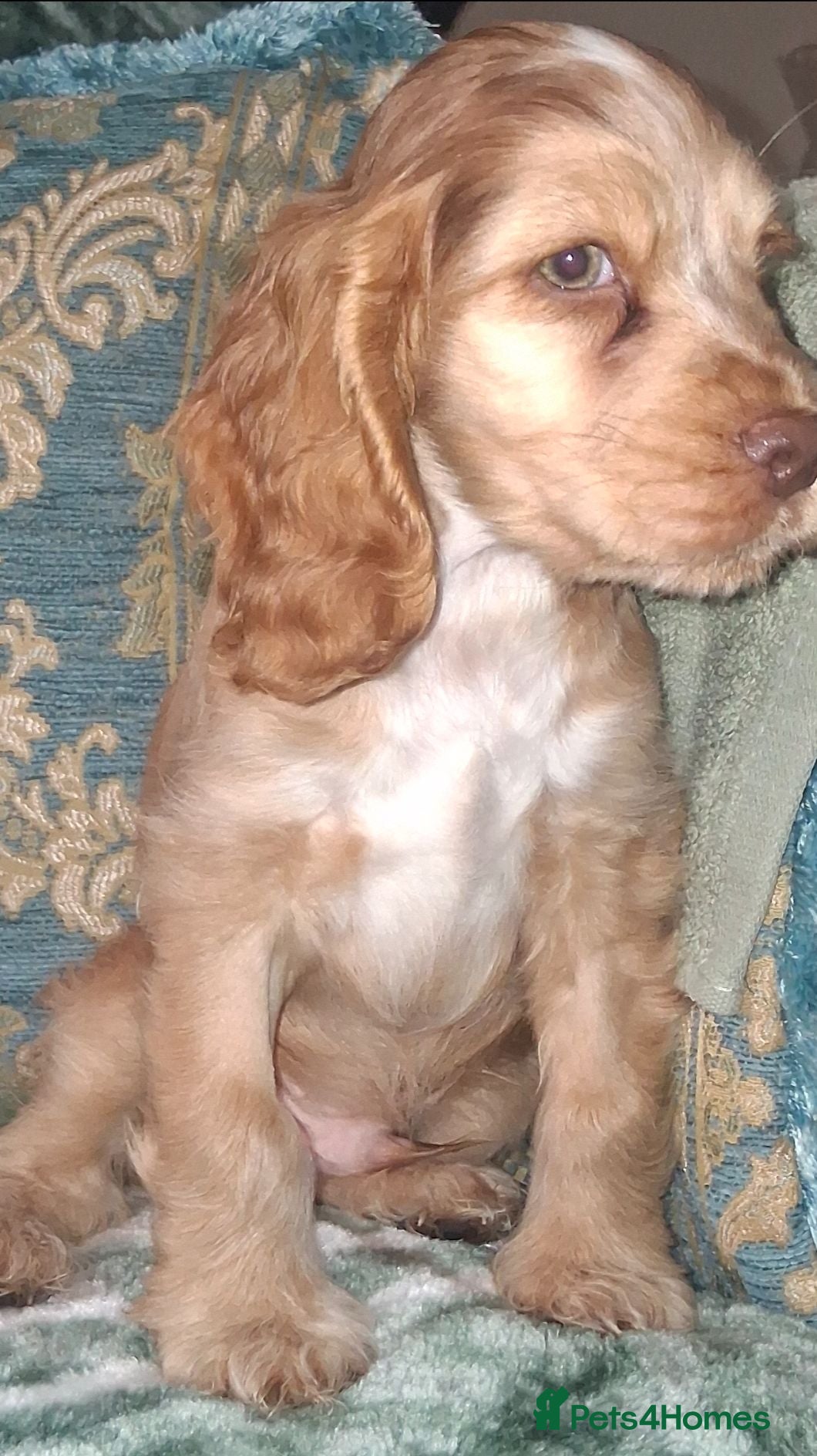 Cocker Spaniel dogs Champion Pedigree KC Reg Showtype Cocker Spaniels - Advert 1