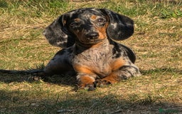 Dachshund dogs for sale: Dachshund 4 month old  - Image 5
