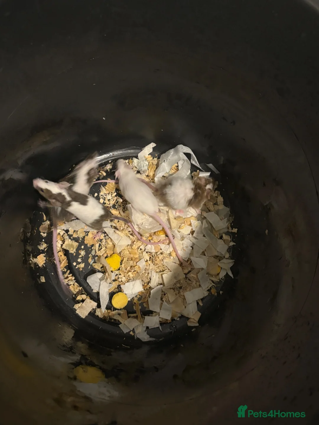 Mouse rodents for sale: Male and female fancy mice  - Advert 3