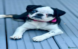 Pug dogs for sale: Stunning Puppy Unique Blue Eye Very Loving - Image 5