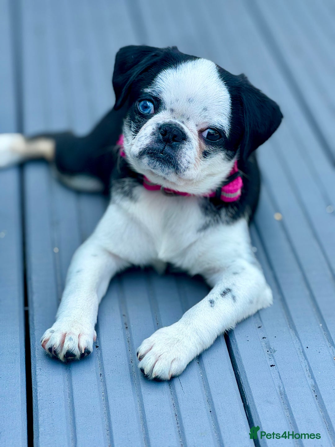 Pug dogs for sale: Stunning Puppy Unique Blue Eye Very Loving - Image 5