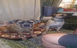 Cane Corso dogs for stud: Cain corso stud - Advert 2