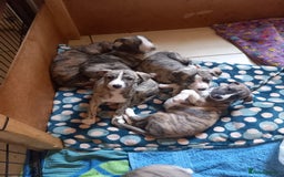 Whippet dogs for sale: Top Class Whippet Puppies bred from Champions - Image 38