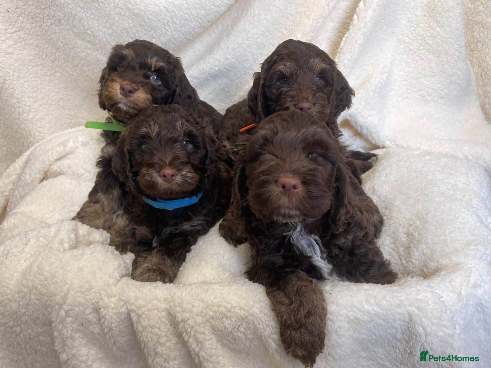 Cockapoo dogs Cockapoo puppies  - Advert 1