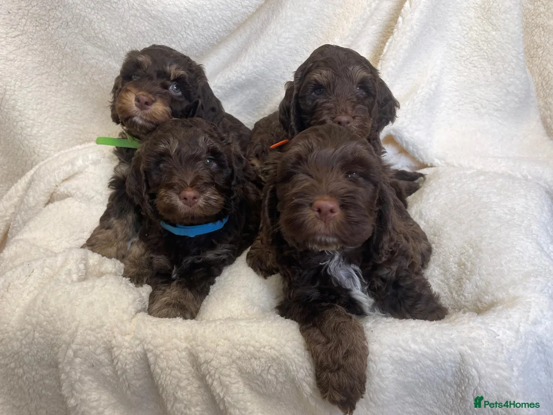 Cockapoo dogs for sale: Cockapoo puppies  - Advert 2