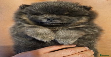 Pomeranian dogs - Advert 11