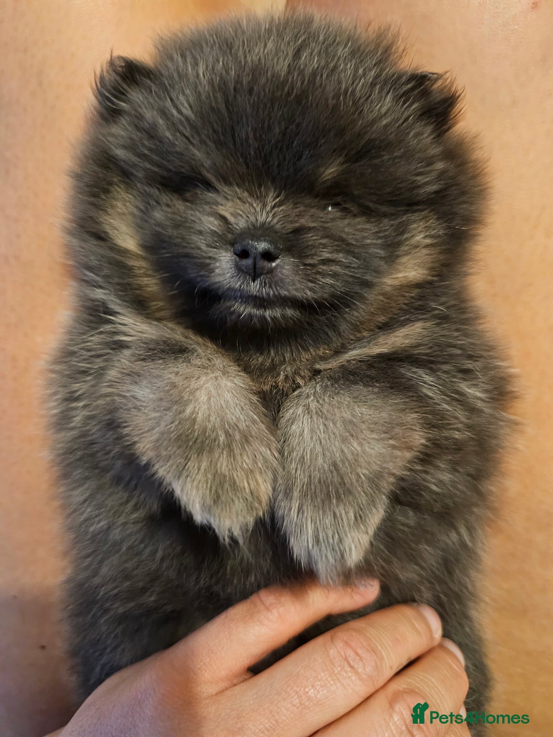 Pomeranian dogs for sale: orange girl 🩷and blue&tan boy 💙available  - Image 2