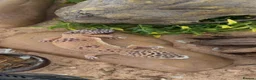 Leopard Gecko reptiles for sale: Leopard Gecko With Full Setup Ready for a New Home - Advert 1