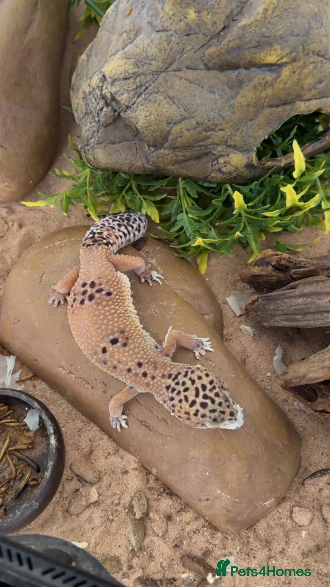 Leopard Gecko reptiles for sale: Leopard Gecko With Full Setup Ready for a New Home - Advert 1