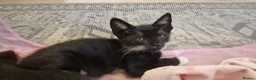Mixed Breed cats for sale: 8 weeks old kittens ip3 (mum is half maine coon) - Advert 14