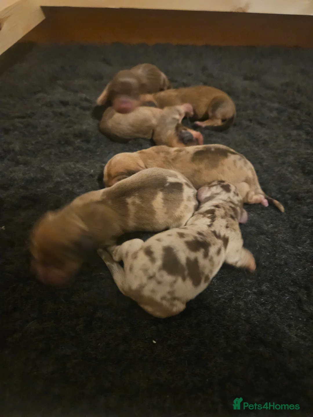 Miniature Dachshund dogs for sale: Dachshund Puppies for Sale in Doncaster - Advert 2