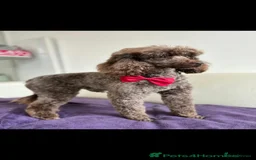 Cockapoo dogs for sale: X3 Chunky Cockapoo Puppies-Ready now!  - Image 10