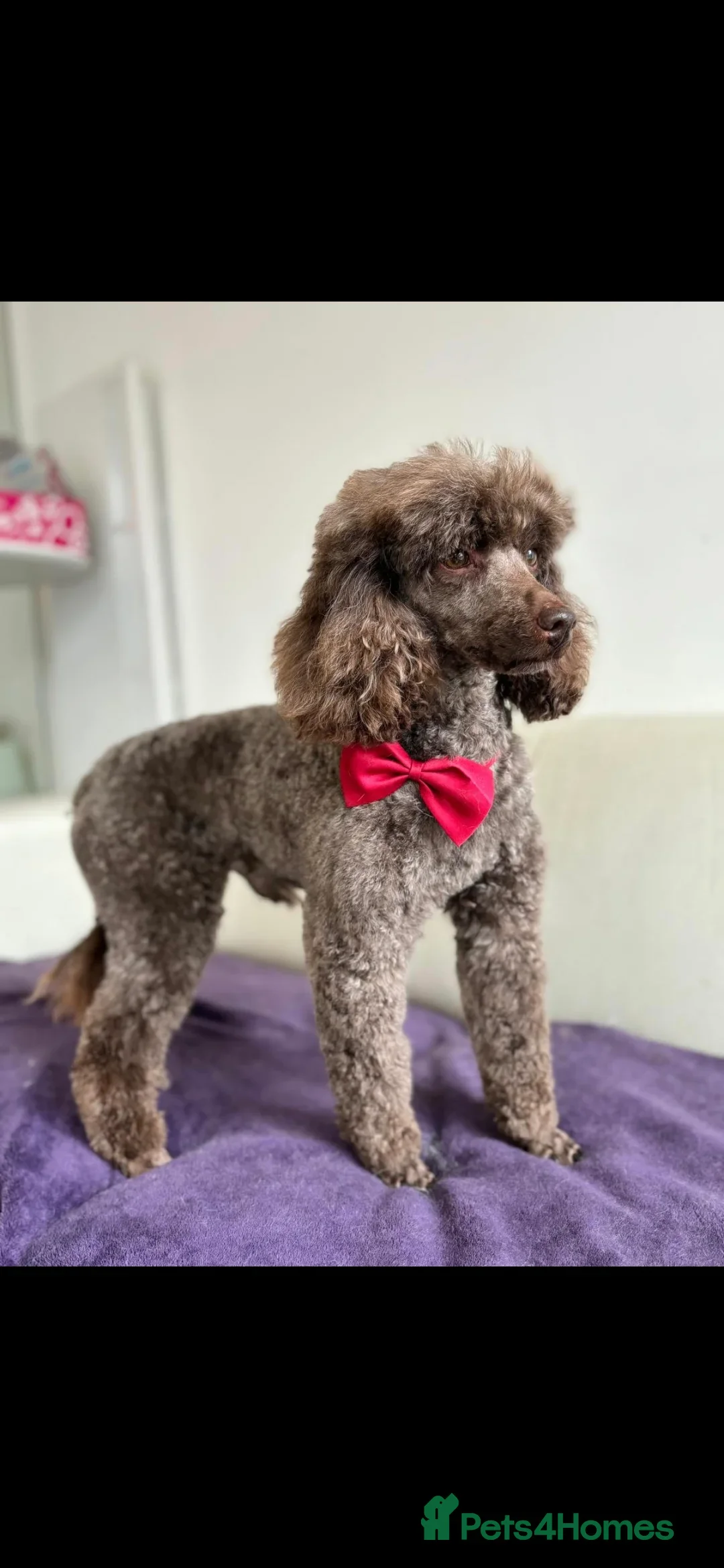 Cockapoo dogs for sale: X3 Chunky Cockapoo Puppies-Ready now!  - Image 10