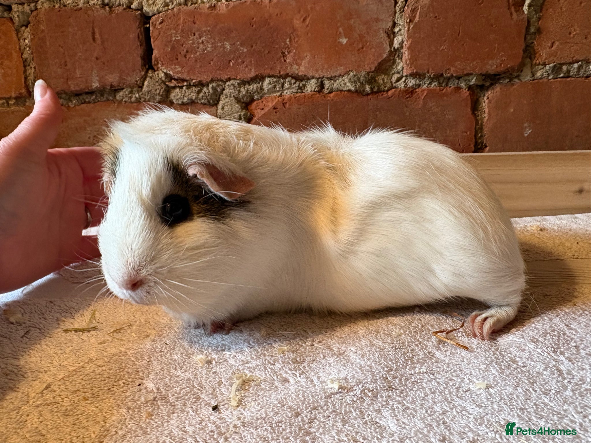 Guinea Pig rodents Guinea pig sows available  - Advert 1