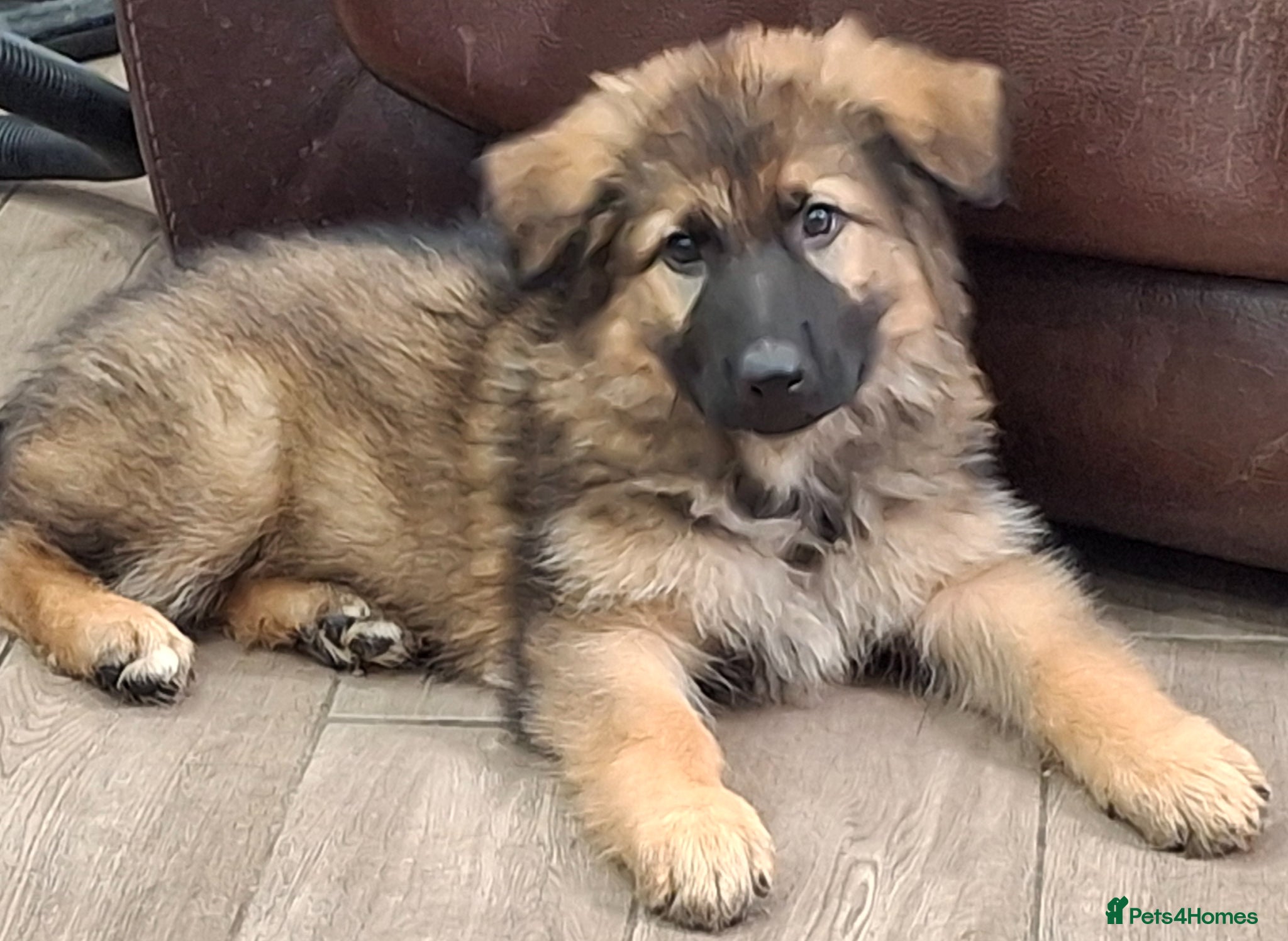 German Shepherd dogs KC Health Tested Gsd READY NOW! - Advert 18