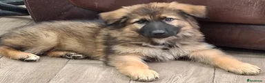 German Shepherd Puppy 1