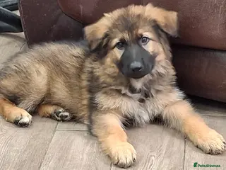 German Shepherd dogs KC Health Tested Gsd READY NOW! - Advert 2