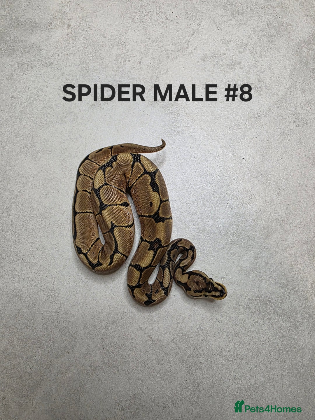 Python Snake reptiles for sale: Juvenile royal pythons ready to go  - Advert 15