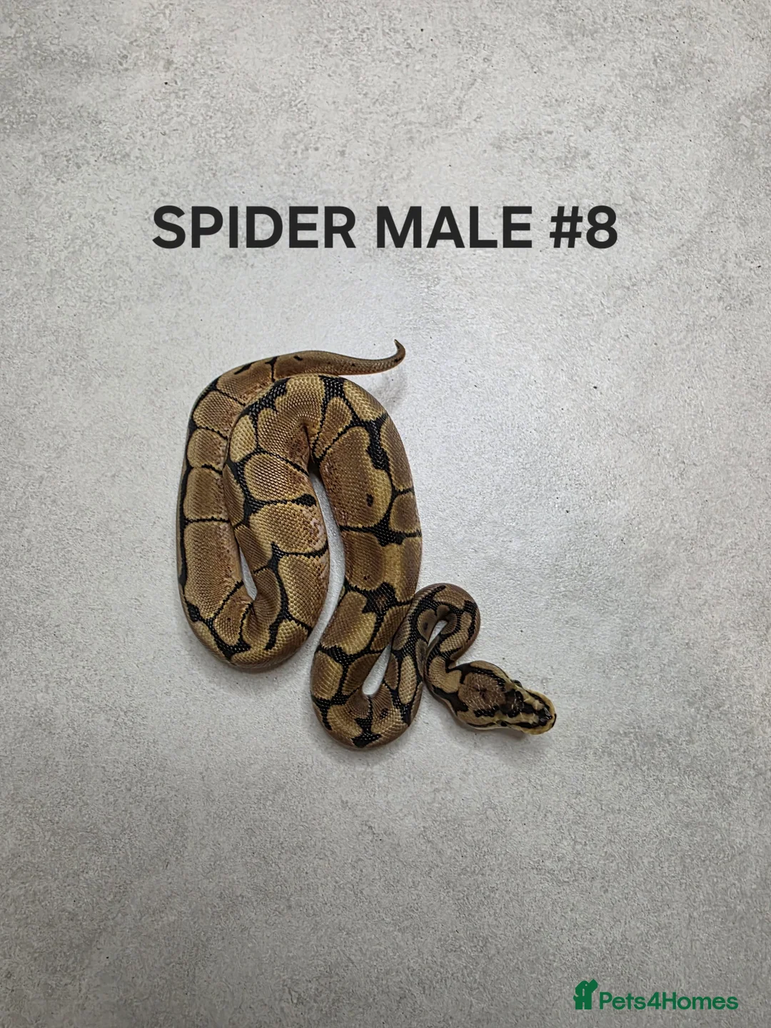 Python Snake reptiles for sale: Juvenile royal pythons ready to go  - Advert 15