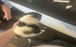 English Springer Spaniel dogs for sale: Kc registered springer spaniel puppies  in Sturminster Newton - Image 8