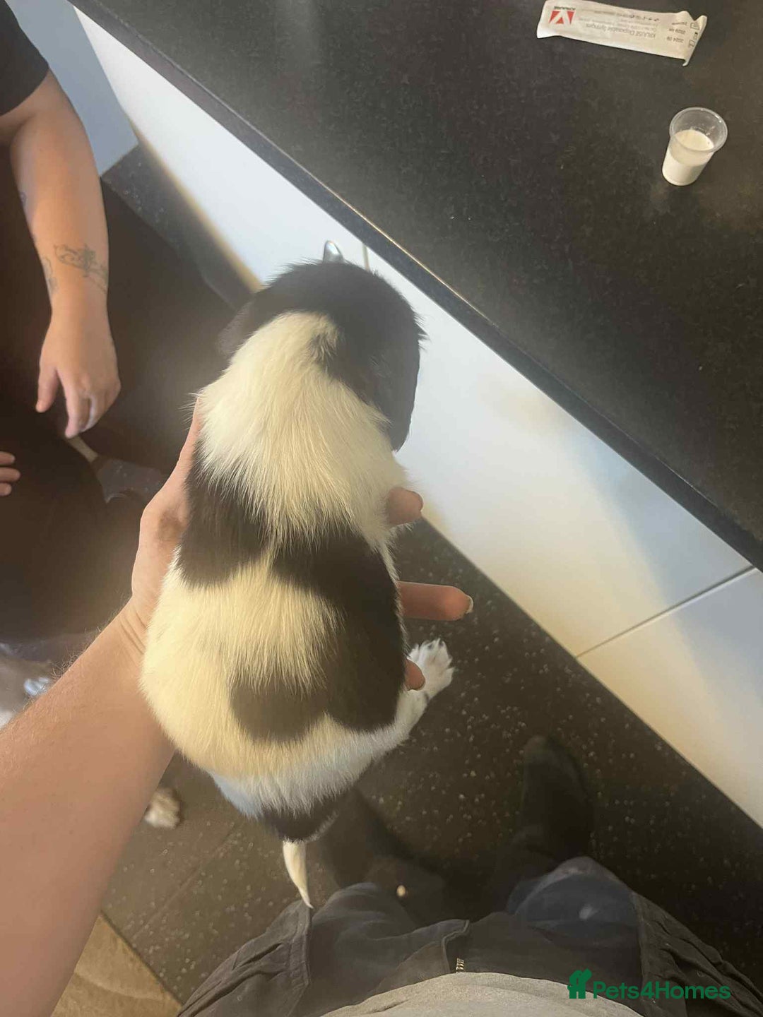 English Springer Spaniel dogs for sale: Kc registered springer spaniel puppies  in Sturminster Newton - Image 8