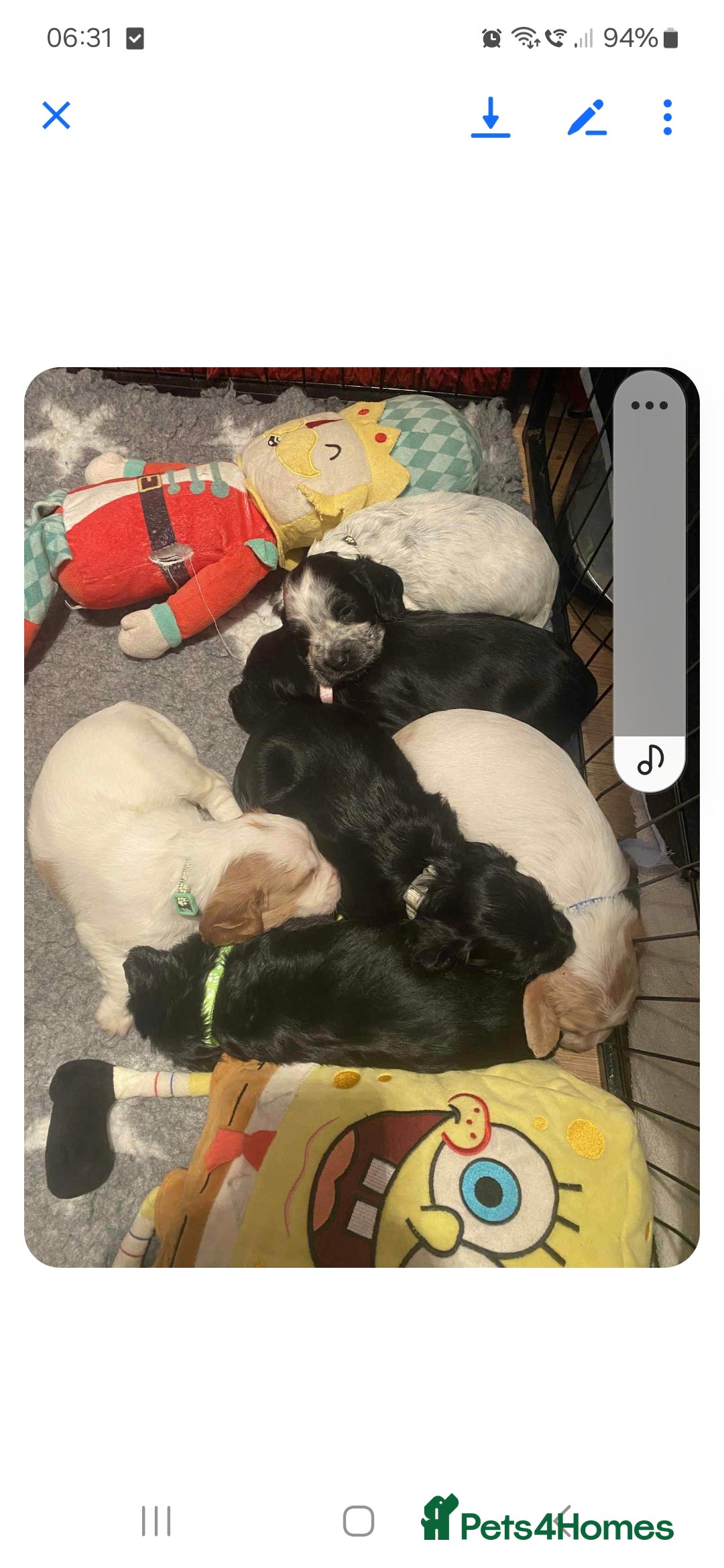 Cocker Spaniel dogs for sale: 6 cocker-spaniel pups  - Image 12