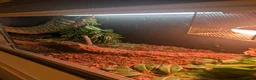 Iguana reptiles for sale: Green iguana  in Sheffield - Advert 2