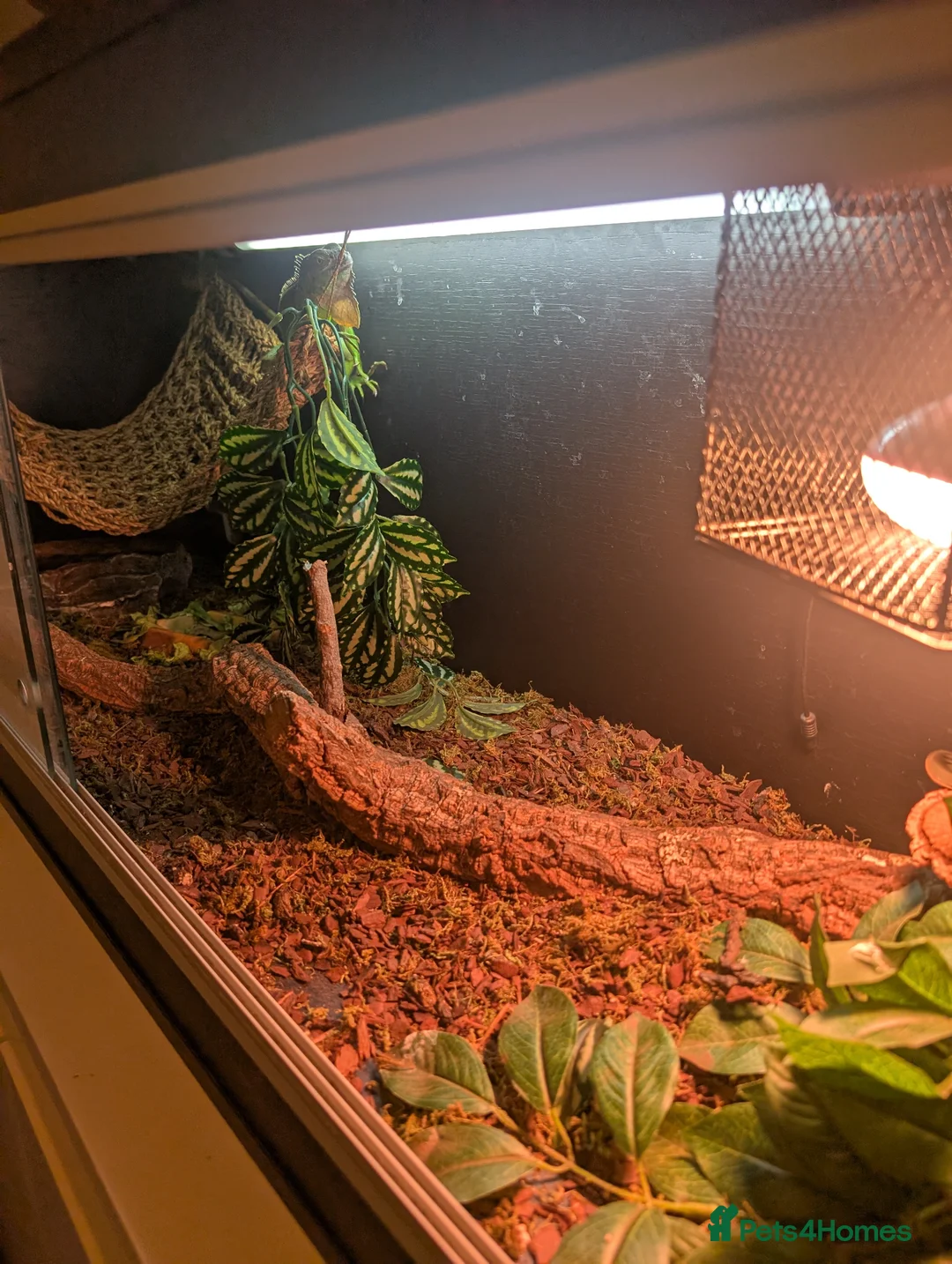 Iguana reptiles for sale: Green iguana  in Sheffield - Advert 2