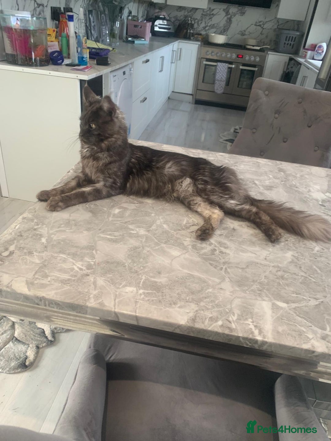 Maine Coon cats for sale: Active TICA registered male and female available  - Advert 2