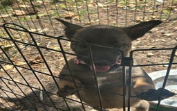 Belgian Shepherd Dog dogs for sale: Dutch Herder X Belgian Malinois pups for sale - Image 2