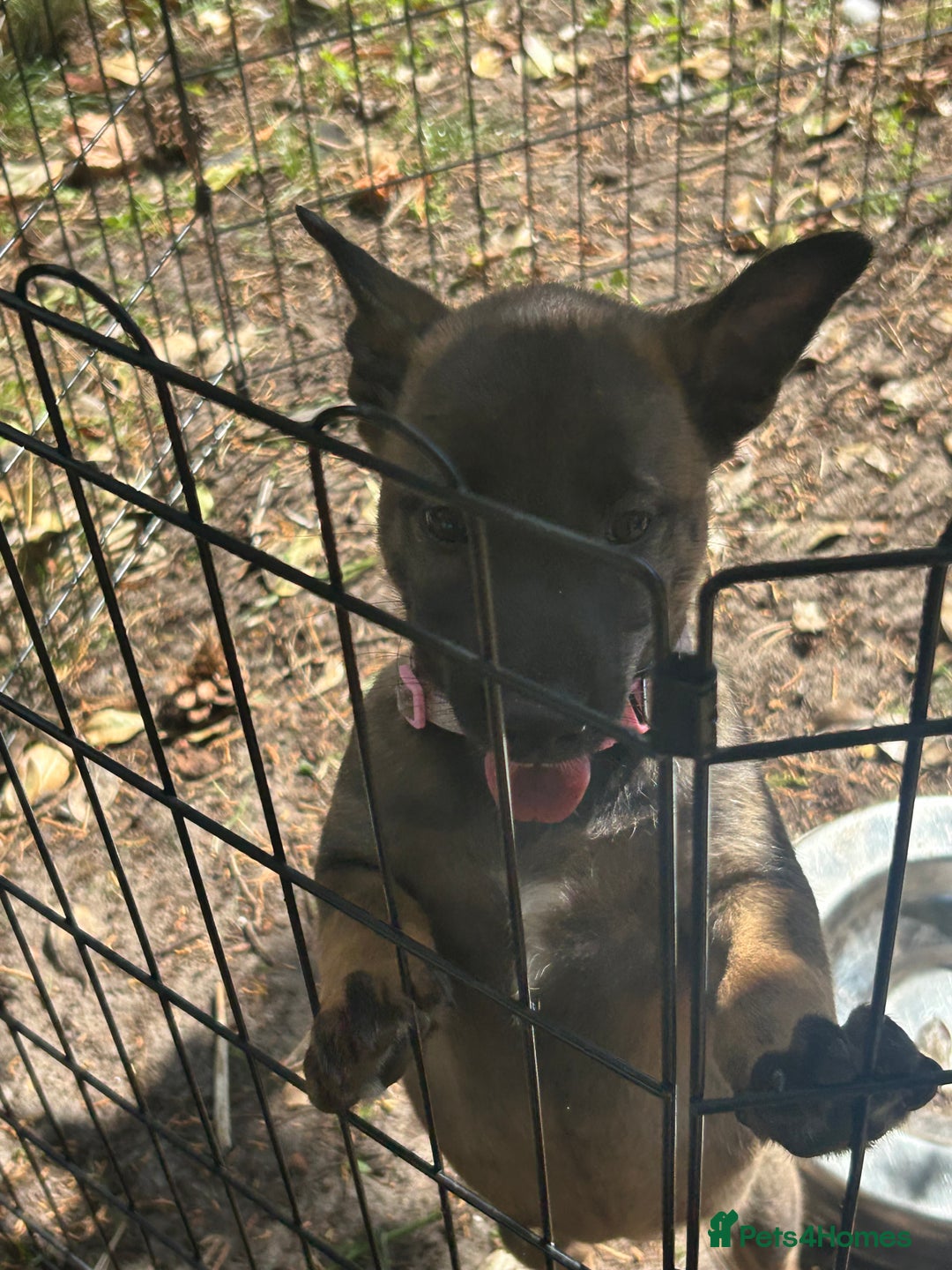 Belgian Shepherd Dog dogs for sale: Dutch Herder X Belgian Malinois pups for sale - Image 2