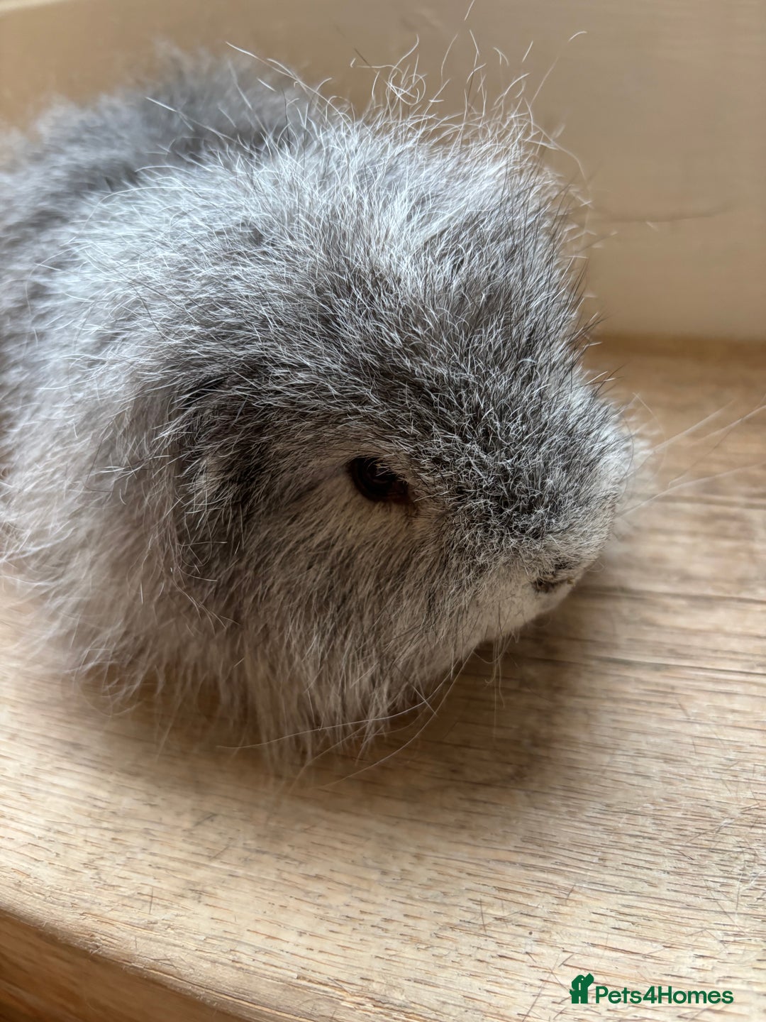 Guinea Pig rodents for sale: Proven Swiss Boar 9 months and son - Advert 5