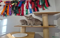 British Longhair cats for sale: GCCF Registered British Longhair kittens - Image 18