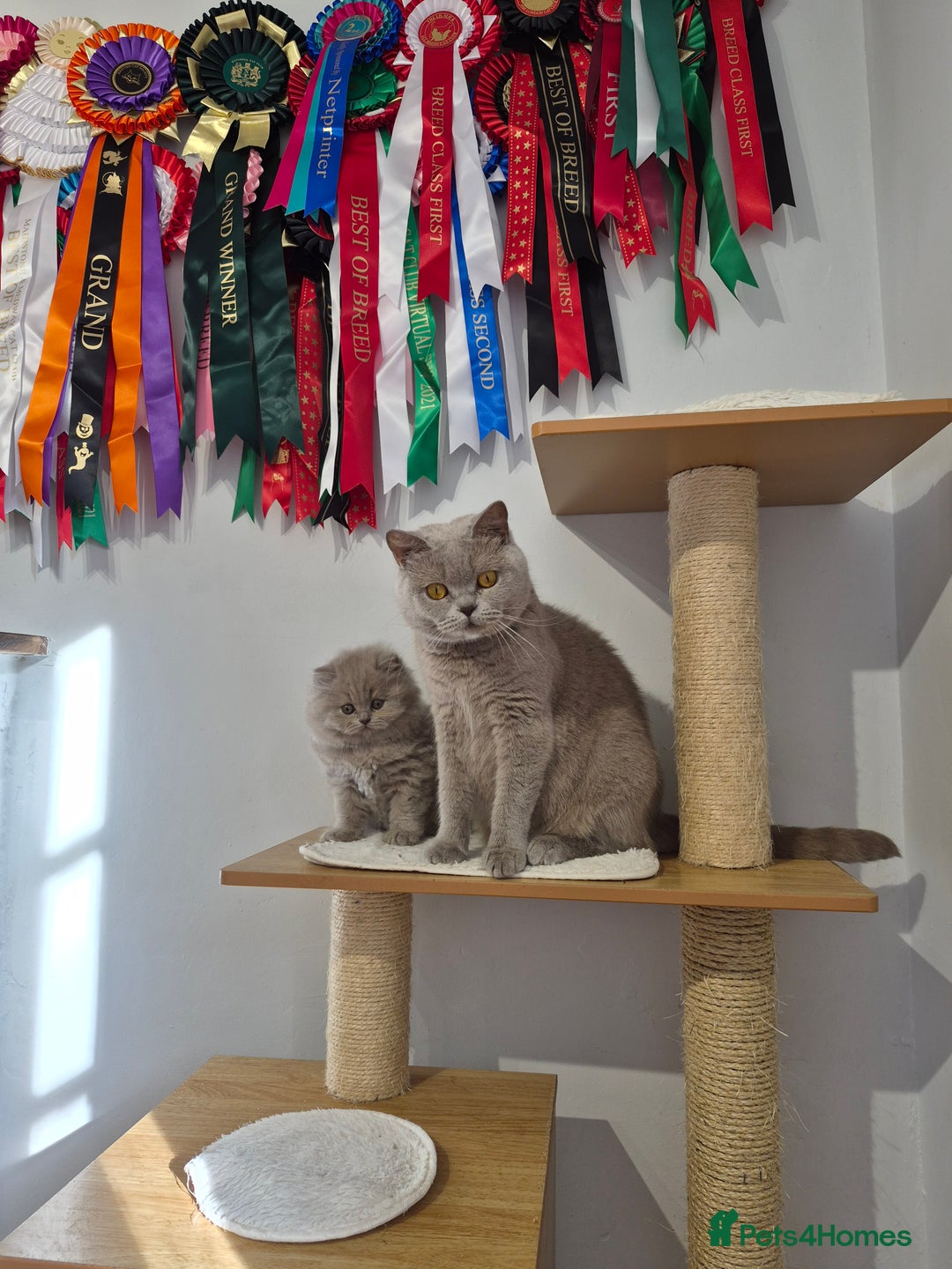 British Longhair cats for sale: GCCF Registered British Longhair kittens - Image 18