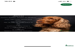 Cocker Spaniel dogs for sale: ***Outstanding KC Show cocker spaniels *** - Image 9