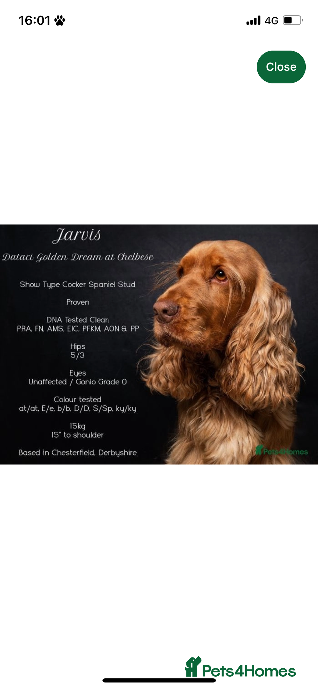 Cocker Spaniel dogs for sale: ***Outstanding KC Show cocker spaniels *** - Image 9
