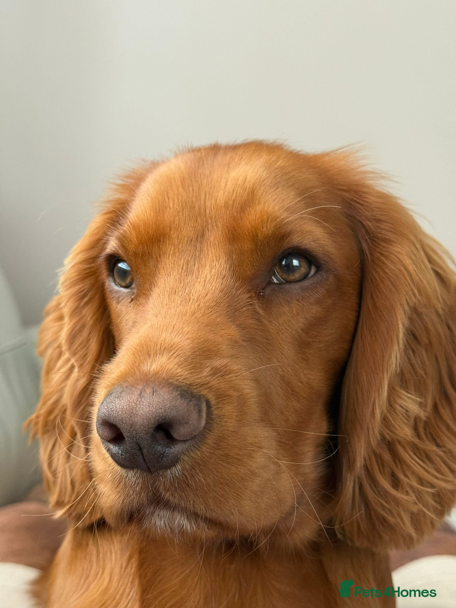 Cocker Spaniel dogs 11 months old Cocker Spaniel Bentley - Advert 1