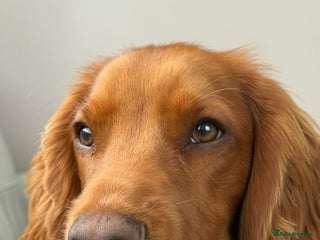 Cocker Spaniel dogs 11 months old Cocker Spaniel Bentley - Advert 1