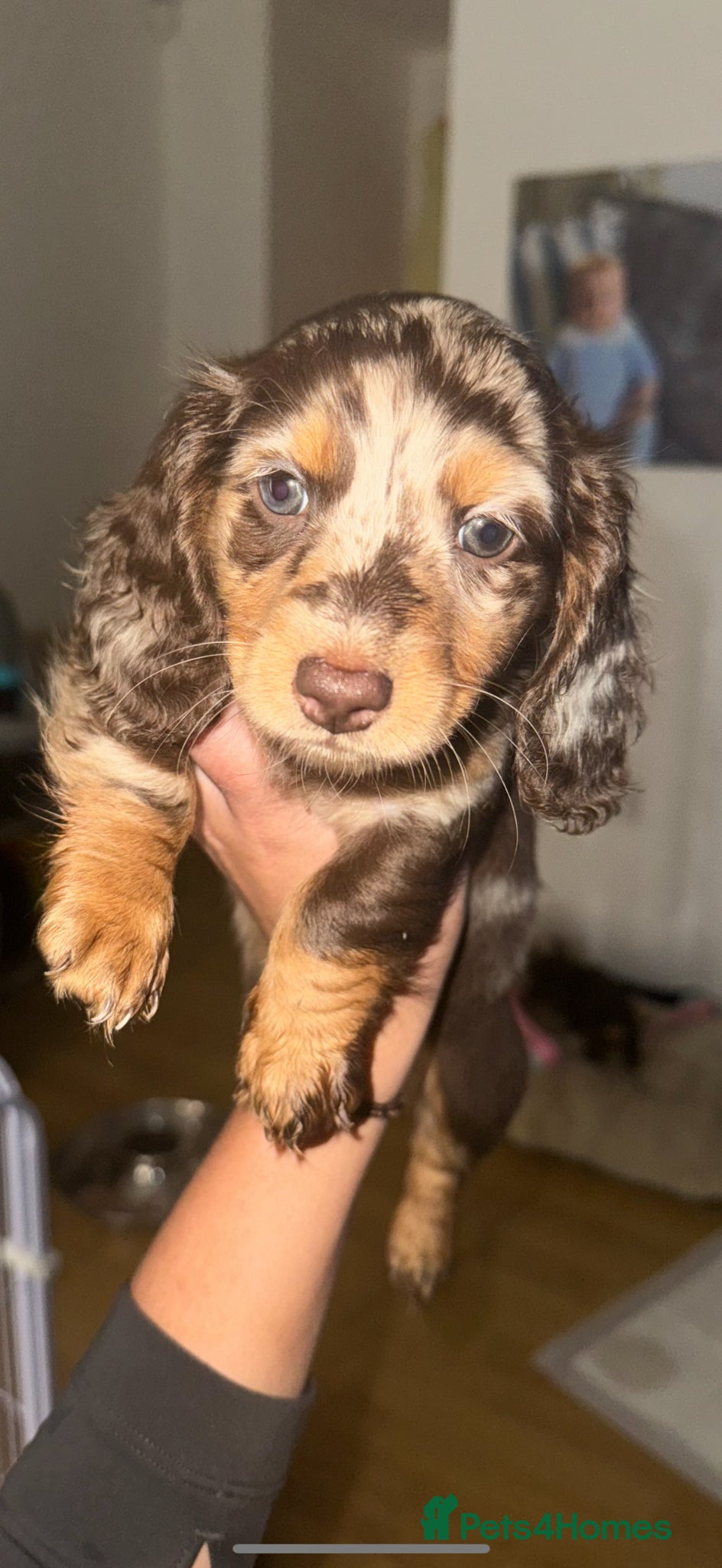 Dachshund dogs Dachshund puppies - Advert 17