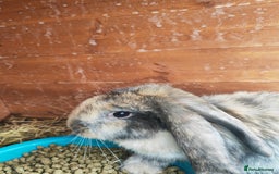 Mini Lop rabbits for sale: British lop babies  - Image 8