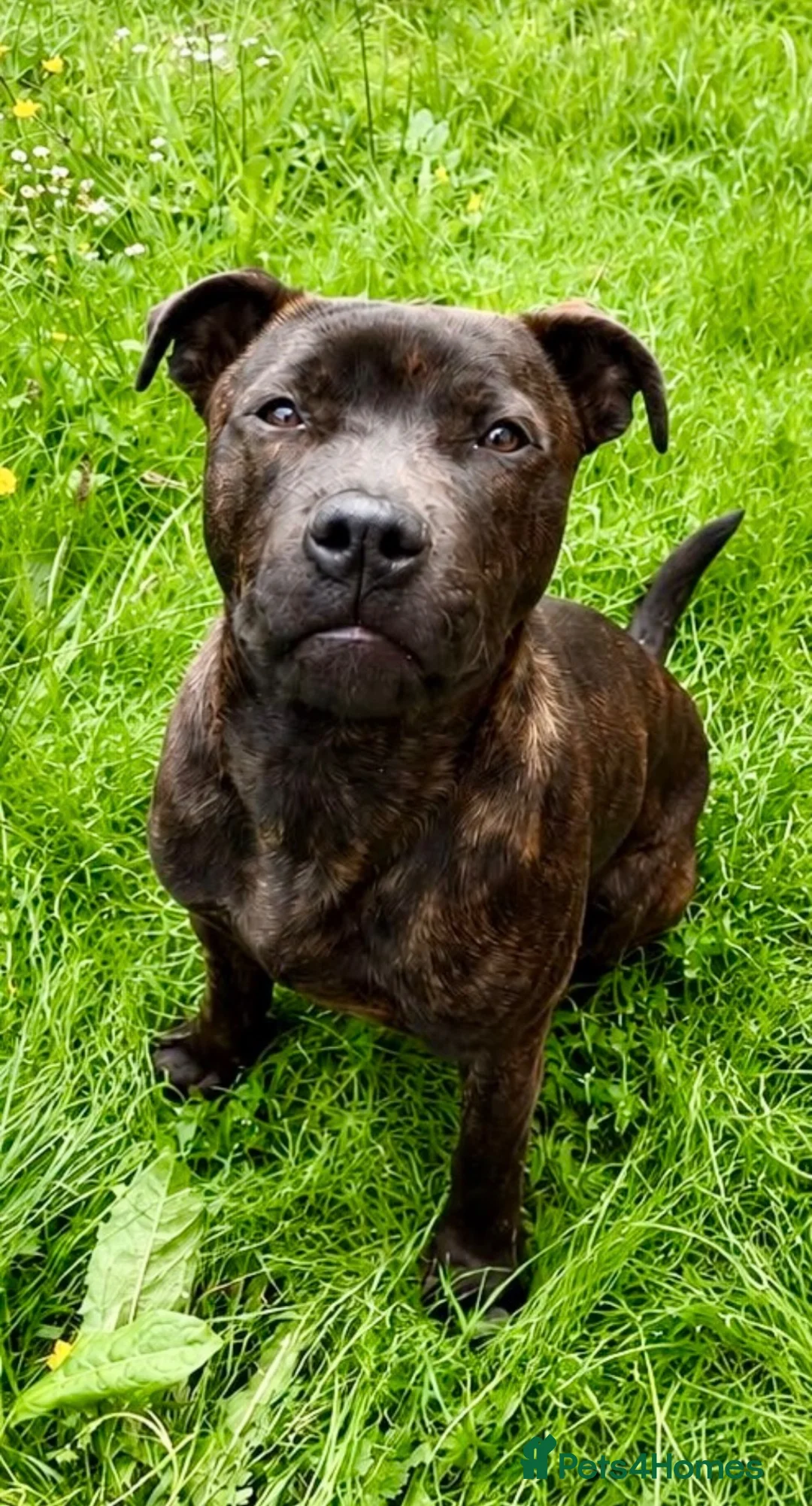 Mixed Breed dogs for sale: 11 Month Old Staffy X Rottweiler  in Wrexham - Advert 2