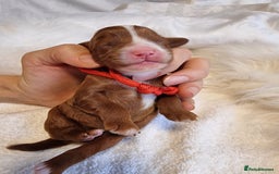 Cavapoo dogs for sale: Stunning F1 Cavapoo puppies, DNA tested parents  - Image 7