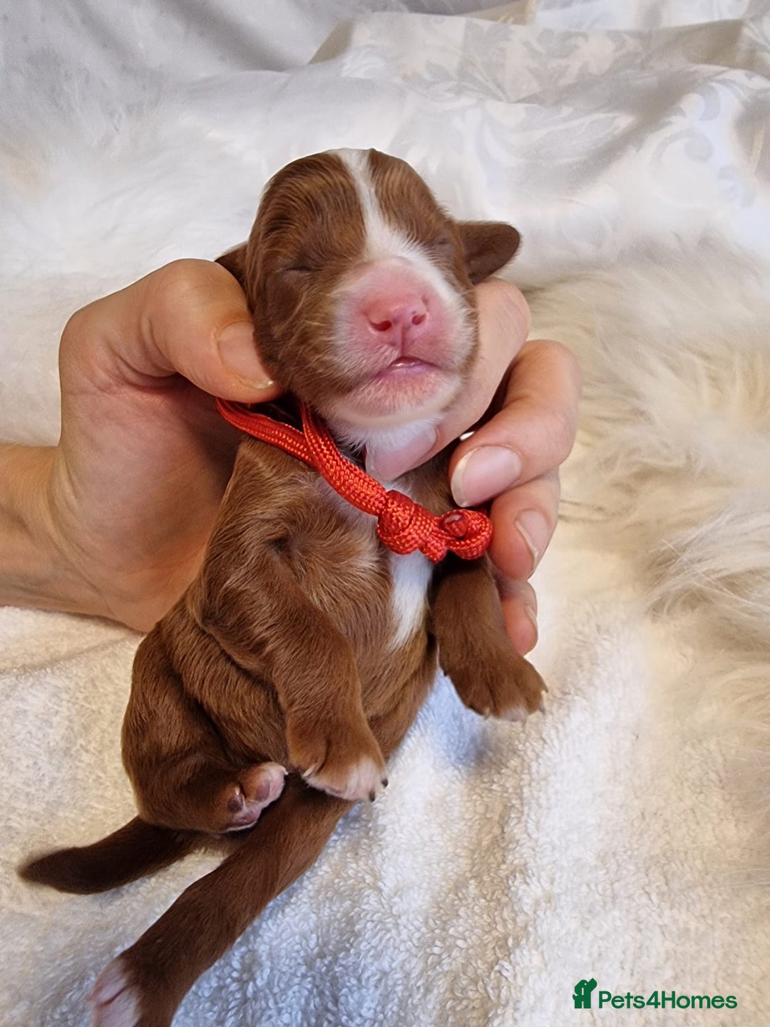 Cavapoo dogs for sale: Stunning F1 Cavapoo puppies, DNA tested parents  - Image 7
