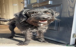 Labradoodle dogs for sale: Bonnie - Labradoodle - Advert 8