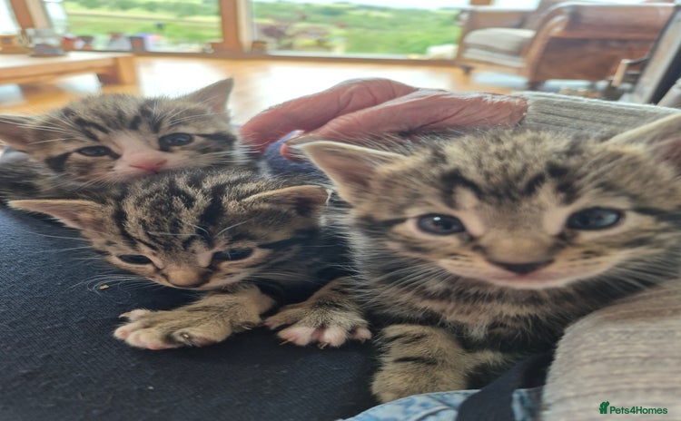 Mixed Breed cats - Advert 8