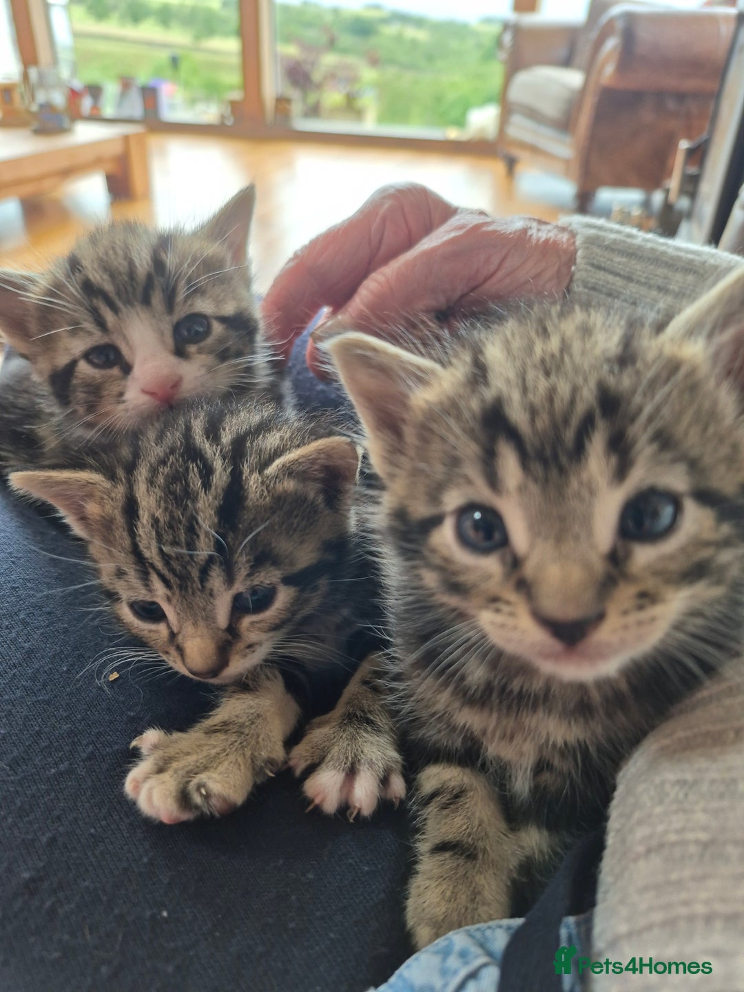 Mixed Breed cats for sale: Beautifully marked kittens - Image 1
