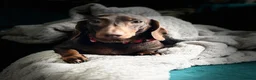 Miniature Dachshund dogs for sale: Beautiful kc miniature dachshund puppies - Advert 4